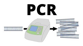 How PCR Polymerase Chain Reaction works explained in 1 minute [upl. by Neila]