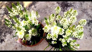 Care Of Ornithogalum Flower Plant  Care Of Chincherinchee Flower Plant [upl. by Anala]