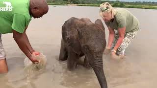 A Hippo Interrupts Baby Elephant Phabeni’s Waterhole Visit [upl. by Tammara]