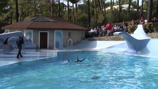 France Zoo de la Palmyre Otaries Show [upl. by Anuska]