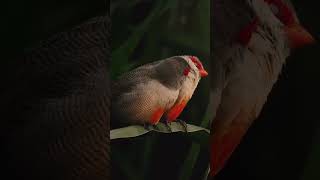 The Sweetest Waxbill Love Affair You’ll See Today [upl. by Liggett]