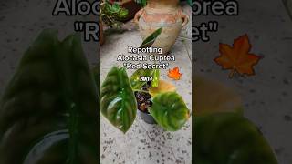 Repotting Alocasia Cuprea quotRed Secretquot 🌱🍁 plantcare planttips rareplants alocasiavarieties [upl. by Schonfeld]