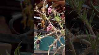 About 15 years old and blooming pink flowers Pachypodium succulentum [upl. by Gawen494]