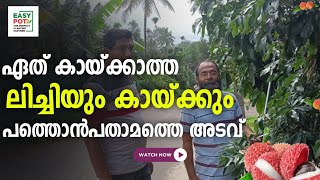 ഏത് കായ്ക്കാത്ത ലിച്ചിയും കായ്ക്കും [upl. by Isej]