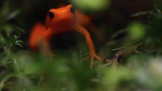 Golden Mantella Mantella aurantiaca Feeding [upl. by Eirollam]