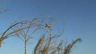 canadair dans les monts darrée [upl. by Nuawtna529]