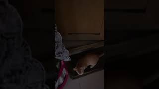 😂😂 viralvideos cat kitten catlover viralshort [upl. by Notyap892]