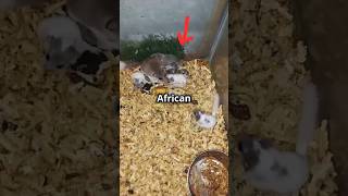 Pakan hewan hias African pygmy dormice tupaimini dormouse hewanlucu animals pets hewanimut [upl. by Struve806]