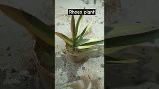 Rhoeo plant ki cuttingshortsbalcony plants [upl. by Nollid546]