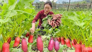 Country Life Taking Care of My Livestock  Harvesting Red Beets to Sell at Market  Trieu Mai Huong [upl. by Yajiv]