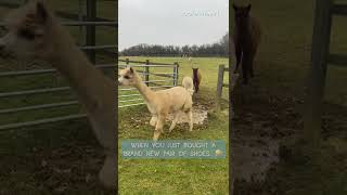 Alpacas Adorably Try to Jump Over Puddle  Shorts [upl. by Kimball657]