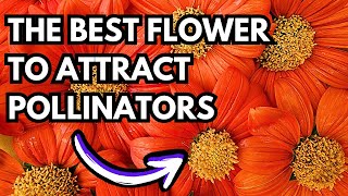 How to Grow Mexican Sunflower aka Tithonia From Seed To Bloom  The Best Pollinator Garden Flower [upl. by Arnuad]