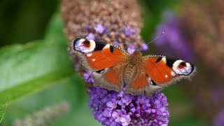 Warum sollte man die Blüten vom Sommerflieder unbedingt abschneiden wenn diese verblüht sind [upl. by Bullard852]