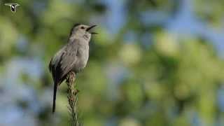 Gray Catbird singing [upl. by Analahs]