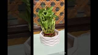 Ugaoo Lucky Bamboo 3 Layer Feng Shui Plant green color youtube shortvideo amazone youtubeshort [upl. by Hgielrahc]