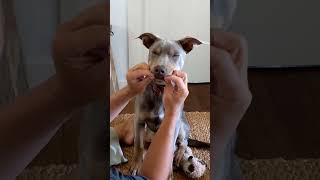 New trick  Show teeth 🪥 dogtraining memesdaily puppy [upl. by Shina]