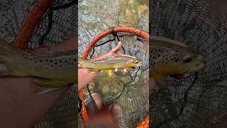 Drifting a woolly bugger for a nice wild brown trout flyfishing [upl. by Ainoda]