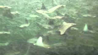 Underwater video of cownose rays [upl. by Ahsieni13]