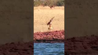 Impala Jump Over 7 Lions [upl. by Ecirtnuahs733]