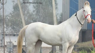 Top Quality Marwari Horses Available for Sale North India horse forsale marwari bloodline [upl. by Groome]