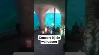 Concert bij de walrussen in Pairi Daiza [upl. by Ailuig269]