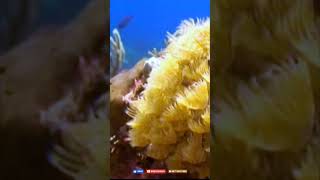 Manchones reef scuba adventure trending islamujeres scuba laisribeiro [upl. by Veljkov]