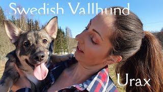 Our 5 month old Swedish Vallhund update and what we learned so farswedishvallhund [upl. by Aikemehs]