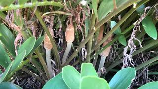 Cycad Collection in Bromeliad Garden with Bamboo [upl. by Lindi345]