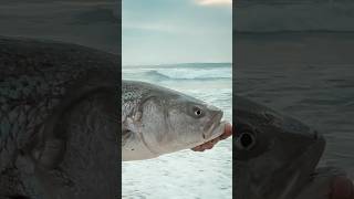 Catching a BIG Striped Bass Off the Surf shorts fishing stripedbass [upl. by Eneri131]