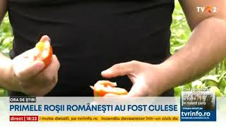 Primele roșii românești din sezon au fost culese [upl. by Lauraine]