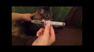 Lantis Pen For Diabetic Pets [upl. by Lucchesi377]