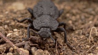 Diabolical Ironclad Beetle Unlocking the secrets of its supertough design [upl. by Imotas]