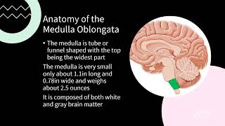 Medulla Oblongata [upl. by Ennobe]