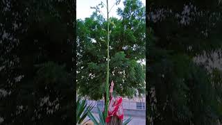 Agave plant trending viralvideo shorts shortvideo youtubeshorts shortsfeed [upl. by Cutcheon]