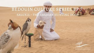 Bedouin Culture Series EP 7 Salukis The Arabian Hunting Dogs [upl. by Nirmak128]