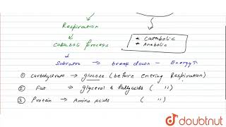 Discuss “The respiratory pathway is an amphibolic pathway”  11  RESPIRATION IN PLANTS  BIO [upl. by Rehpotsirhcnhoj]