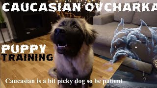 Size amp training 5 months old Caucasian Ovcharka [upl. by Deach]