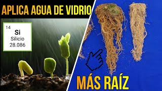 💎¿Por qué Debes Aplicar AGUA DE VIDRIO en tus CULTIVOS  🍂🍃 Manejo de Enfermedades en Plantas [upl. by Htiel]