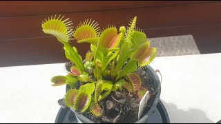 Venus Flytrap Basic Growing Guide [upl. by Bonne]