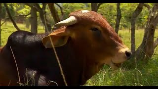 Agroquímicos en agua y pasto principal causa de intoxicaciones en bovinos  La Finca de Hoy [upl. by Abihsat693]