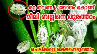 Easy Solution From Mealy Bugs and White Fly in Malayalam Organic Pesticides for Mealy bugs and flys [upl. by Kay919]