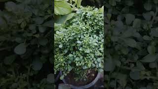 Aglaia duperreanagardenplants gardening garden nature [upl. by Radie]