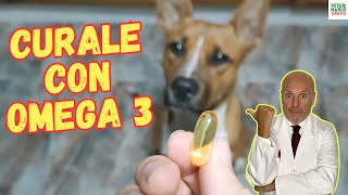 ✅ ¿QUE ENFERMEDADES CURA EL OMEGA 3 EN PERROS ✅ [upl. by Lindi]