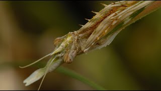 Empusa pennata mantis hunting and eating [upl. by Artined853]