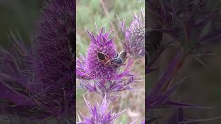 Assassin bug attempts to grab a Megachile bee [upl. by Dulcy]