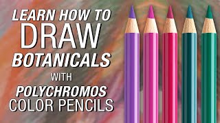 FaberCastell  Polychromos Color Pencil Demonstration [upl. by Melena]