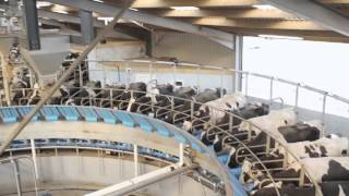 Fullwood 50 point Rotary Abreast milking parlour [upl. by Akedijn]