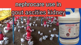 Nephrocare use in broilers [upl. by Edwina459]