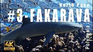 Tahiti 3  Dive in the Fakarava North Pass Atoll of Fakarava Tuamotu Archipelago  4k  Showreel [upl. by Mclaughlin]