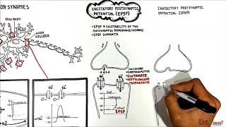 Neuron Neuron Synapses EPSP vs IPSP [upl. by Ahsal451]